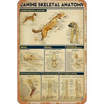 Изкуството на ветеринарен лекар за кучета, Анатомия на скелет на куче, клиника животни, Стенно изкуство, Виси плакат, Абстрактна хартиена снимка